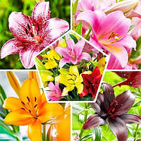 Лілія ЛА Мікс 5 шт(цибулини)