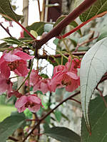 Актинідія волосиста. Actinidia pilosula.