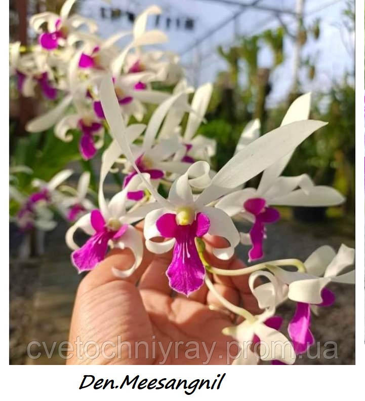 Үлкен мүшесі бар порно кастинг Үлкен клиторы бар екі жетілген лесбиянка