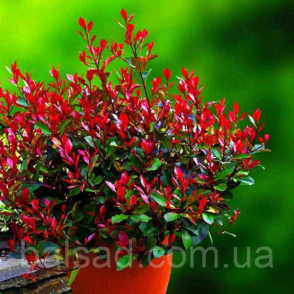 Фотінія Літл Ред Робін / Photinia fraseri Little Red Robin