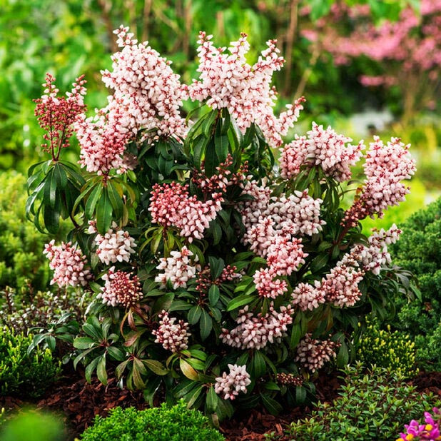 Пієріс японський Бонфаєр / Pieris japonica Bonfire