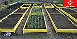 Клумби Квітники, Клумби., фото 7