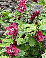 Калікант "Hartlage wine". Calycanthus floridus "Hartlage wine".