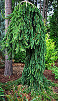 Ялина звичайна Інверса (Picea Abies Inversa)