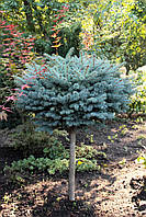 Ялина колюча «Глаука Глобоза» (Picea pungens «Glauca Globosa»)