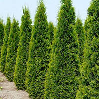 Туя західна Смарагд (Thuja occidentalis Smaragd)