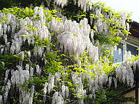 Привита Гліцинія(вістерія) китайська Альба (Wisteria sinensis Alba)