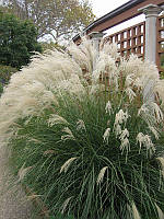 Міскантус китайський (Miscanthus sinensis)