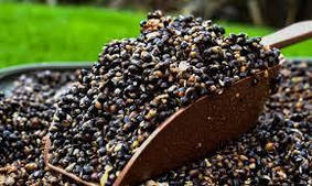 ЗЕРНА КОНОПЛІ