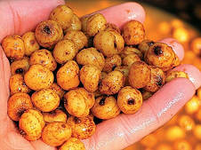 ТИГРОВИЙ ГОРІХ