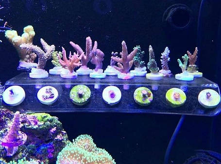 Прозрачная полка для установки 17 коралловых плагов в аквариуме AQUAXER Coral Frag Holder L, фото 2