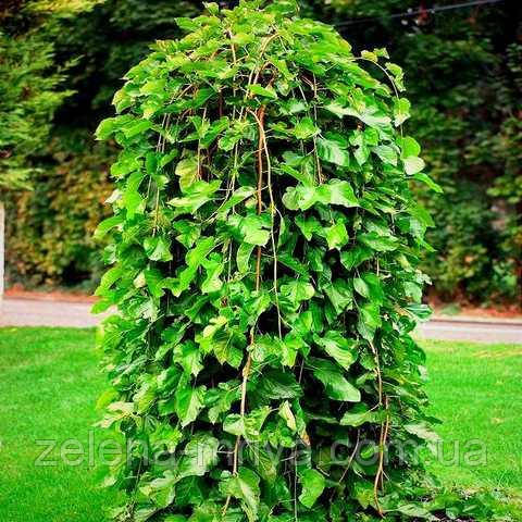 Шовковиця "Плакуча" 120 см. ОКС, фото 1