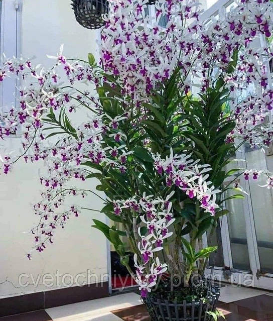 Отбасы арасындағы отбасылық секс Неміс азғындарының фотосы