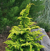 Кипарисовик тупистий Фернсприй голд (Chamaecyparis obtusa 'Fernspray Gold')