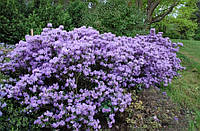 Рододендрон щільний Блу тіт (Rhododendron impeditum Blue Tit)