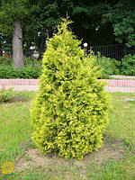 Туя західна Європа Голд(Thuja occidentalis Europe Gold)