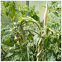 Вертицильозне в'янення – прихована загроза для рослин