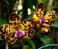 Орхідея Cattleya Jungle Eyes, Дорослі рослини.