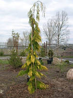 Кипарисовик лавсона Філіпс Голден Тірс (Chamaecyparis lawsoniana Filip`s Golden Tears)