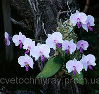 Орхідея Phalaenopsis Lowii, доросла рослина на блокі, без квітів