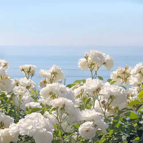 Аромаолія преміум "Ocean Rose: озон, морське повітря, мед". США, 10-100 г, "Ocean Rose". CS. 10 г