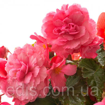 Бегонія Parfum Pastel Pink (з ароматом), 1 бульба, фото 3