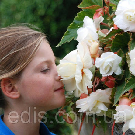 Бегонія Parfum Pastel White (з ароматом), 1 бульба, фото 3