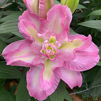 Лілія орієнтальна махрова Lucky Angel 14/16 цибулини