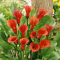 Калла Mango, полуниці