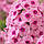 Флокс Jeff`s Pink, фото 3