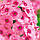 Флокс Jeff`s Pink, фото 4