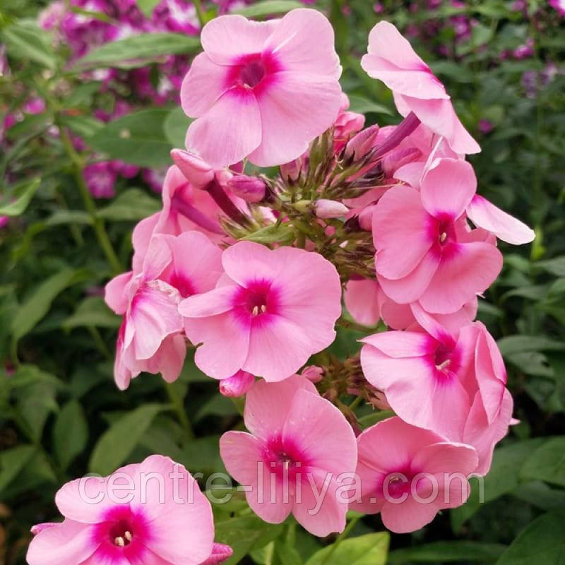 Флокс Jeff`s Pink
