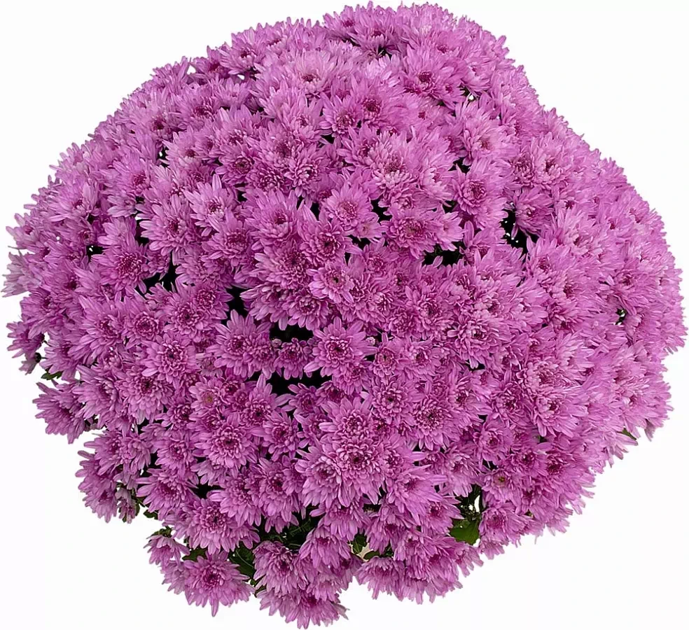 Хризантема Yahou Prune (Яху Чернослив) Мультифлора.
