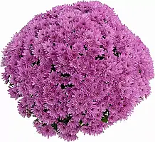 Хризантема Yahou Prune (Яху Чернослив) Мультифлора.