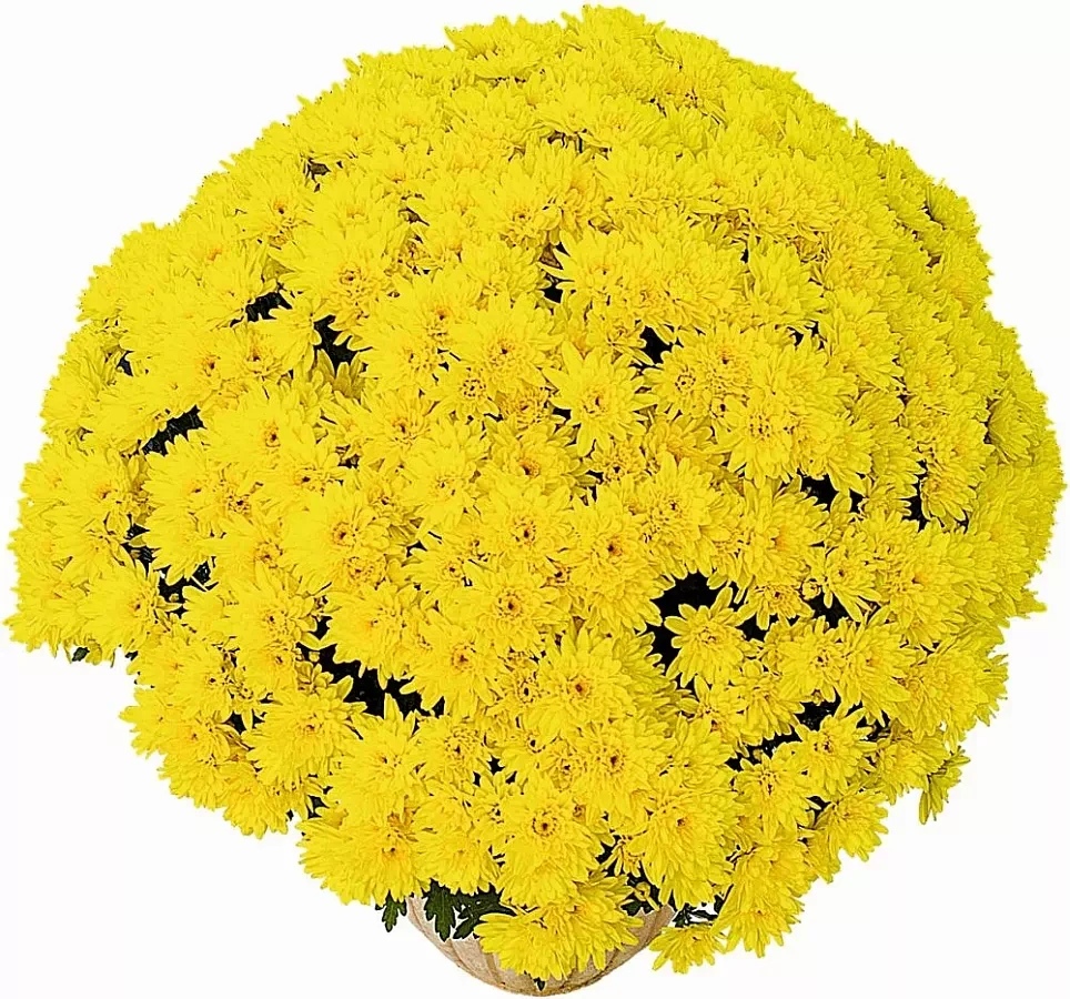 Хризантема Yahou Golden (Яху Золотий)Мультифлора. розсада