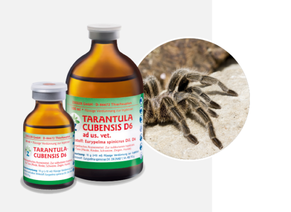 Tarantula Cubensis (Тарантула Кубенсіс) для лікування гнійно-некротичних процесів (Теранекрон D6) 100мл.