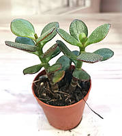 Крассула Crassula crosby's compactum Суккулент Комнатное растение