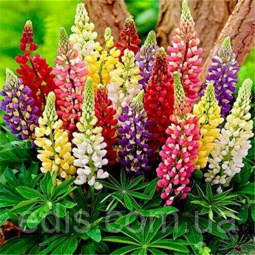 Люпин низькорослий, набір 3 шт.