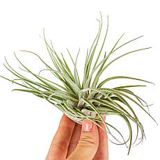 Тіландсия атмосферна Оксакана (Tillandsia Oaxacana)