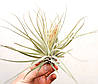 Тіландсия атмосферна Оксакана (Tillandsia Oaxacana), фото 3