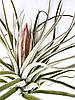 Тіландсия атмосферна Оксакана (Tillandsia Oaxacana), фото 3