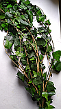 Стабілізований плющ, фото 2