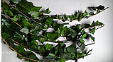 Стабілізований плющ, фото 3