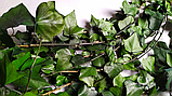 Стабілізований плющ, фото 5