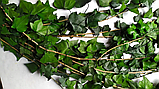 Стабілізований плющ, фото 6