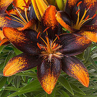 Лілія азіатська низькоросла Trendy Las Palmas 12/14