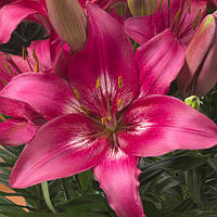 Лілія азіатська низькоросла Trendy Dakota 12/14