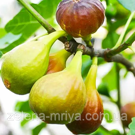 Інжир Кадота (2 річний), фото 1