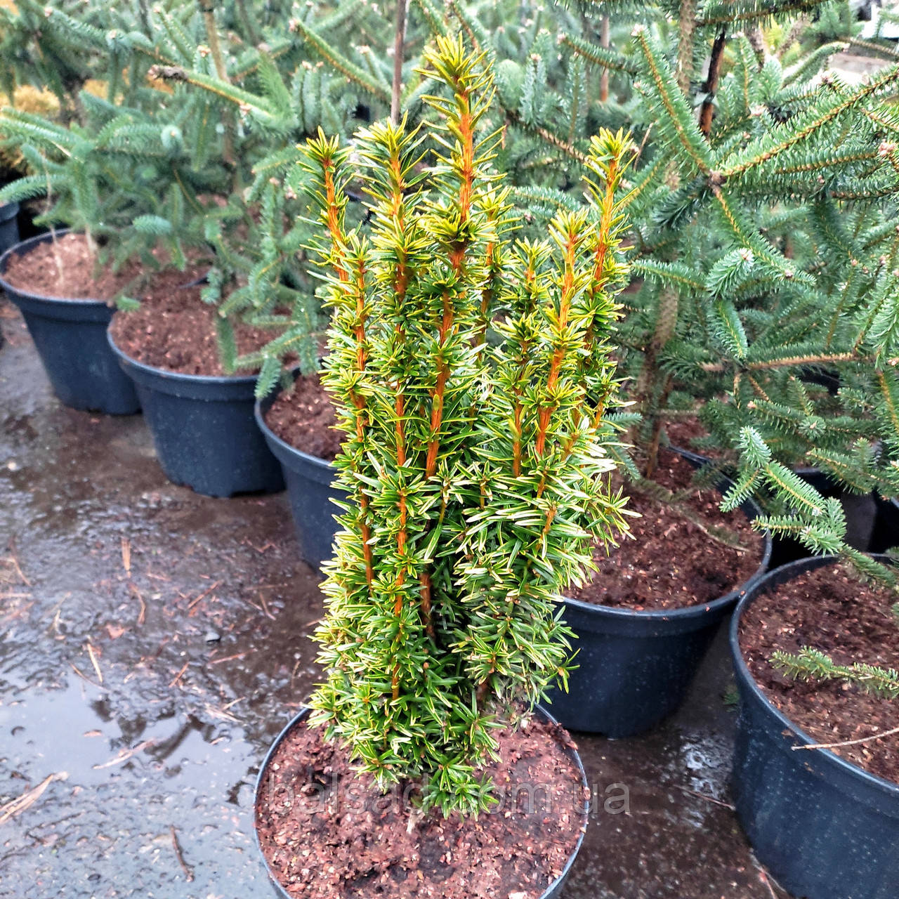 Тис ягідний Давід / С10 / h 60-80 / Taxus baccata David