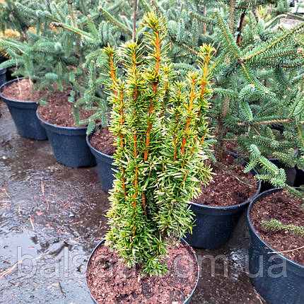 Тис ягідний Давід / С10 / h 50-60 / Taxus baccata David, фото 3
